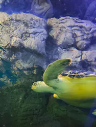 しながわ水族館に投稿された画像（2026/5/3）