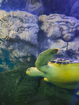 しながわ水族館に投稿された画像（2026/5/3）
