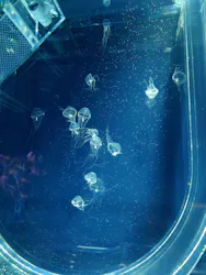 すみだ水族館に投稿された画像（2026/5/3）