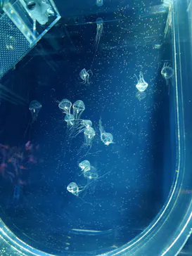 すみだ水族館に投稿された画像（2026/5/3）
