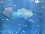 アクアワールド茨城県大洗水族館に投稿された画像（2026/5/3）
