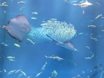 アクアワールド茨城県大洗水族館に投稿された画像（2026/5/3）
