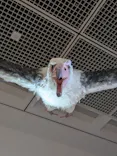 特別展「鳥 ～ゲノム解析が解き明かす新しい鳥類の系統～」に投稿された画像（2026/5/3）