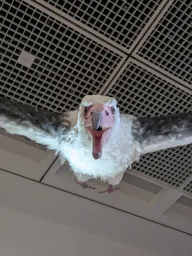 特別展「鳥 ～ゲノム解析が解き明かす新しい鳥類の系統～」に投稿された画像（2026/5/3）