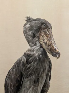 特別展「鳥 ～ゲノム解析が解き明かす新しい鳥類の系統～」に投稿された画像（2026/5/3）