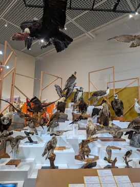 特別展「鳥 ～ゲノム解析が解き明かす新しい鳥類の系統～」に投稿された画像（2026/5/3）