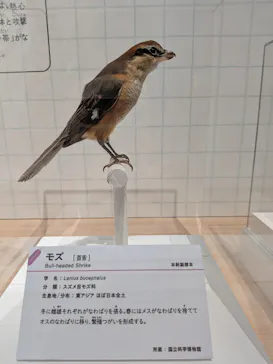 特別展「鳥 ～ゲノム解析が解き明かす新しい鳥類の系統～」に投稿された画像（2026/5/3）