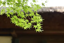 江戸東京たてもの園に投稿された画像（2026/5/3）