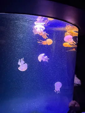 マリンワールド海の中道に投稿された画像（2026/5/3）