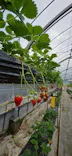 五桂池ふる〜つ村に投稿された画像（2026/5/3）