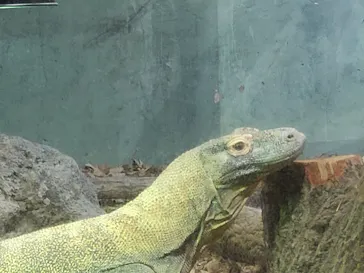 名古屋市東山動植物園に投稿された画像（2026/5/3）