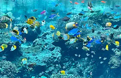 沖縄美ら海水族館に投稿された画像（2026/5/3）