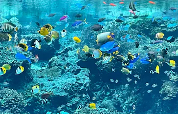 沖縄美ら海水族館に投稿された画像（2026/5/3）