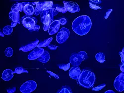沖縄美ら海水族館に投稿された画像（2026/5/3）