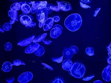 沖縄美ら海水族館に投稿された画像（2026/5/3）