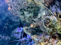 沖縄美ら海水族館に投稿された画像（2026/5/3）
