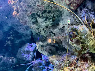 沖縄美ら海水族館に投稿された画像（2026/5/3）