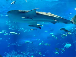 沖縄美ら海水族館に投稿された画像（2026/5/3）