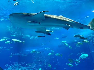 沖縄美ら海水族館に投稿された画像（2026/5/3）