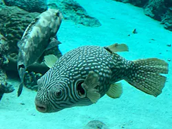 沖縄美ら海水族館に投稿された画像（2026/5/3）