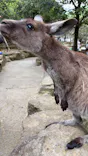 伊豆シャボテン動物公園に投稿された画像（2026/5/3）