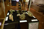 北九州市立自然史・歴史博物館（いのちのたび博物館）に投稿された画像（2026/5/3）
