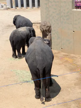 天王寺動物園に投稿された画像（2026/5/3）