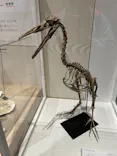 特別展「鳥 ～ゲノム解析が解き明かす新しい鳥類の系統～」に投稿された画像（2026/5/3）