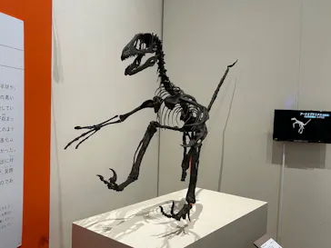 特別展「鳥 ～ゲノム解析が解き明かす新しい鳥類の系統～」に投稿された画像（2026/5/3）