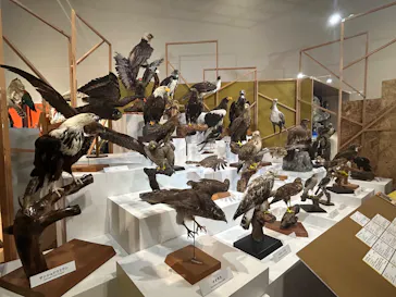特別展「鳥 ～ゲノム解析が解き明かす新しい鳥類の系統～」に投稿された画像（2026/5/3）
