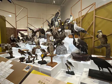 特別展「鳥 ～ゲノム解析が解き明かす新しい鳥類の系統～」に投稿された画像（2026/5/3）
