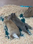 いきもの探検隊上尾に投稿された画像（2026/5/3）