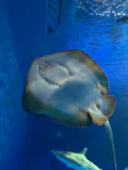 島根県立 しまね海洋館に投稿された画像（2026/5/3）