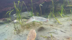環境水族館アクアマリンふくしまに投稿された画像（2026/5/3）