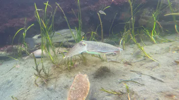 環境水族館アクアマリンふくしまに投稿された画像（2026/5/3）