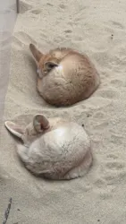 環境水族館アクアマリンふくしまに投稿された画像（2026/5/3）
