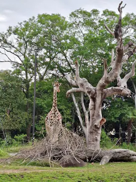 天王寺動物園に投稿された画像（2026/5/3）