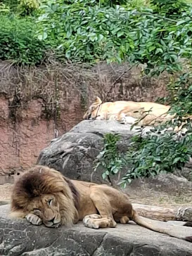 天王寺動物園に投稿された画像（2026/5/3）