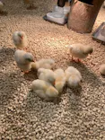 Moff animal cafe イオンモール新利府店に投稿された画像（2026/5/3）