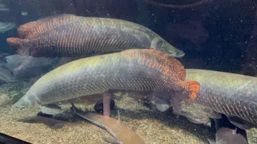 世界淡水魚園水族館　アクア・トトぎふに投稿された画像（2026/5/3）