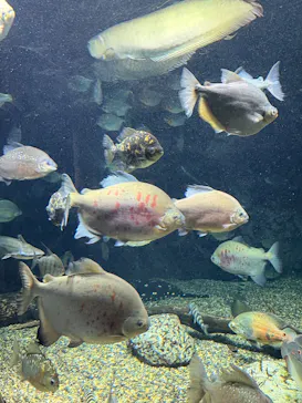 世界淡水魚園水族館　アクア・トトぎふに投稿された画像（2026/5/3）