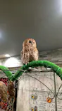 あうるぱーく フクロウカフェ池袋に投稿された画像（2026/5/3）