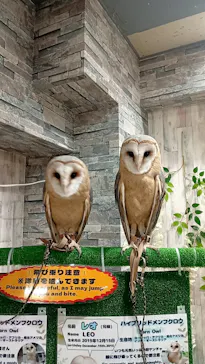あうるぱーく フクロウカフェ池袋に投稿された画像（2026/5/3）