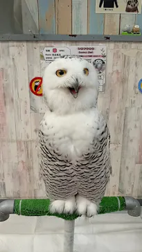 あうるぱーく フクロウカフェ池袋に投稿された画像（2026/5/3）