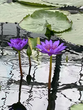 掛川花鳥園に投稿された画像（2026/5/3）