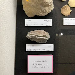 北九州市立自然史・歴史博物館（いのちのたび博物館）に投稿された画像（2026/5/3）