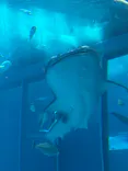 沖縄美ら海水族館に投稿された画像（2026/5/3）