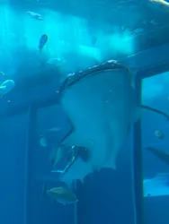 沖縄美ら海水族館に投稿された画像（2026/5/3）
