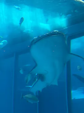 沖縄美ら海水族館に投稿された画像（2026/5/3）