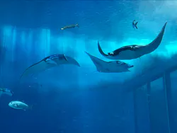 沖縄美ら海水族館に投稿された画像（2026/5/3）